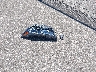 4T3RWRFV7MU****** Wrecked 2021 Toyota RAV4 Hybrid in Minnesota State
