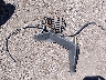 3NSNAE921MF****** Destrozados 2021 Polaris RZR en Estado de Utah