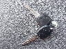 KL1TD52624B****** Salvage 2004 Chevrolet Aveo in Illinois State