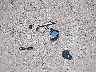 4T1G11AKXNU****** Destrozados 2022 Toyota Camry en Estado de Texas