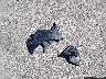 5NPD84LF2LH****** Wrecked 2020 Hyundai Elantra in Missouri State