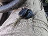 2T1BURHE2EC****** Salvage 2014 Toyota Corolla in North Carolina State