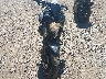 JYARM06E5GA****** Used and Repairable 2016 Yamaha FZ-07 in New Jersey State