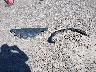 1FMDE7BH0RL****** Wrecked 2024 Ford Bronco in Montana State