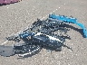 3FMTK1R41PM****** Wrecked 2023 Ford Mustang Mach-E in Hawaii State