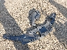 5FNYF6H61HB****** Wrecked 2017 Honda Pilot in Massachusetts State