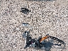 55SWF4JB7HU****** Salvamento 2017 Mercedes-Benz C 300 en Estado de Texas