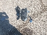 3VVRX7B26NM****** Wrecked 2022 Volkswagen Taos in Ohio State