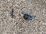 5XYK23DF2TG****** Wrecked 2026 Kia Sportage in Texas State