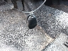 2G1WS551969****** Salvamento 2006 Chevrolet Impala en Estado de Georgia