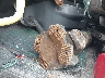 3AKJHHDR1NS****** Wrecked 2022 Freightliner New Cascadia 126 in Indiana State
