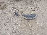 KNDJ23AU7M7****** Wrecked 2021 Kia Soul in Arkansas State