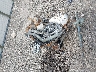 1HD1JA5157Y****** Salvage and Wrecked 2007 Harley-Davidson FXSTB in Lafayette