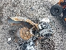 1HD1JA5157Y****** Salvage and Wrecked 2007 Harley-Davidson FXSTB in Louisiana State