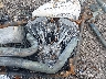 1HD1JA5157Y****** Wrecked 2007 Harley-Davidson FXSTB in Lafayette