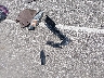 1G1ZT54825F****** Wrecked 2005 Chevrolet Malibu in Indiana State