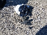 1FM5K8D84JG****** Wrecked 2018 Ford Explorer in Kentucky State
