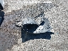 2HGFE1F98RH****** Destrozados 2024 Honda Civic en Estado de California