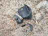 3VWD17AJ2FM****** Wrecked 2015 Volkswagen Jetta in Massachusetts State