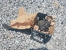 1HGCP26819A****** Salvage 2009 Honda Accord in Arkansas State