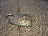 1GCPDBEK6RZ****** Salvage 2024 Chevrolet Silverado 1500 in Colorado State