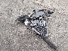 2T2GGCEZ5RC****** Destrozados 2024 Lexus NX 350 en Estado de Massachusetts