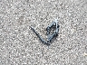 5NPE34AFXHH****** Destrozados 2017 Hyundai Sonata en Estado de Minnesota
