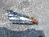 5NMJF3DE4RH****** Wrecked 2024 Hyundai Tucson in Florida State