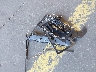YV4ED3UW2P2****** Wrecked 2023 Volvo XC40 in Oregon State