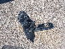 1G11E5SA8GU****** Wrecked 2016 Chevrolet Malibu in Illinois State