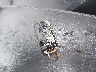 5XYRHDLF2NG****** Salvage 2022 Kia Sorento in Michigan State