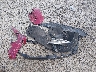 1HGCV1F38KA****** Wrecked 2019 Honda Accord in Ohio State