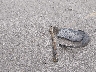 KNAFX4A87E5****** Destrozados 2014 Kia Forte en Estado de Missouri