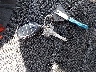 57XAAPFA2G7****** Salvage 2016 Polaris Slingshot in Illinois State