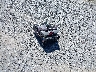 KL79MPS21MB****** Reparables 2021 Chevrolet Trailblazer