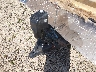 4YDT2982XJ3****** Reparables 2018 Keystone Springdale en Rec Rides Online Exclusive