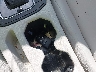 3VWE57BU7KM****** Salvage 2019 Volkswagen Jetta in Michigan State