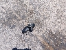 1C4RDJDG7HC****** Wrecked 2017 Dodge Durango in Texas State
