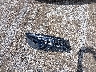 3GNAXTEG3PL****** Wrecked 2023 Chevrolet Equinox in Illinois State