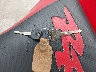 JH2SC50013M****** Salvamento 2003 Honda Cbr900 en Estado de Indiana