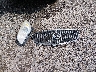 5GAKRBKD6EJ****** Wrecked 2014 Buick Enclave in Louisiana State