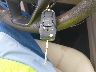 3FA6P0H78DR****** Salvage 2013 Ford Fusion in North Carolina State