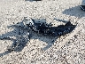 3N8AP6DD3SL****** Wrecked 2025 Nissan Kicks in New Jersey State