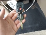 JTEBC3EH4C2****** Salvamento 2012 Toyota Highlander Hybrid en Estado de Maryland