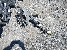 3MVDMBCM5RM****** Destrozados 2024 Mazda CX-30 en Estado de Maryland