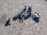 KM8JFCA13NU****** Wrecked 2022 Hyundai Tucson Hybrid in Minnesota State