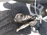 KMHCM36C77U****** Salvamento 2007 Hyundai Accent en Estado de Colorado