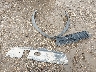 1FAHP2E87HG****** Wrecked 2017 Ford Taurus in Texas State