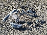 19XFC1F74LE****** Wrecked 2020 Honda Civic in Oregon State