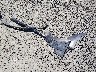 KNALN4D70F5****** Wrecked 2015 Kia Cadenza in Oregon State